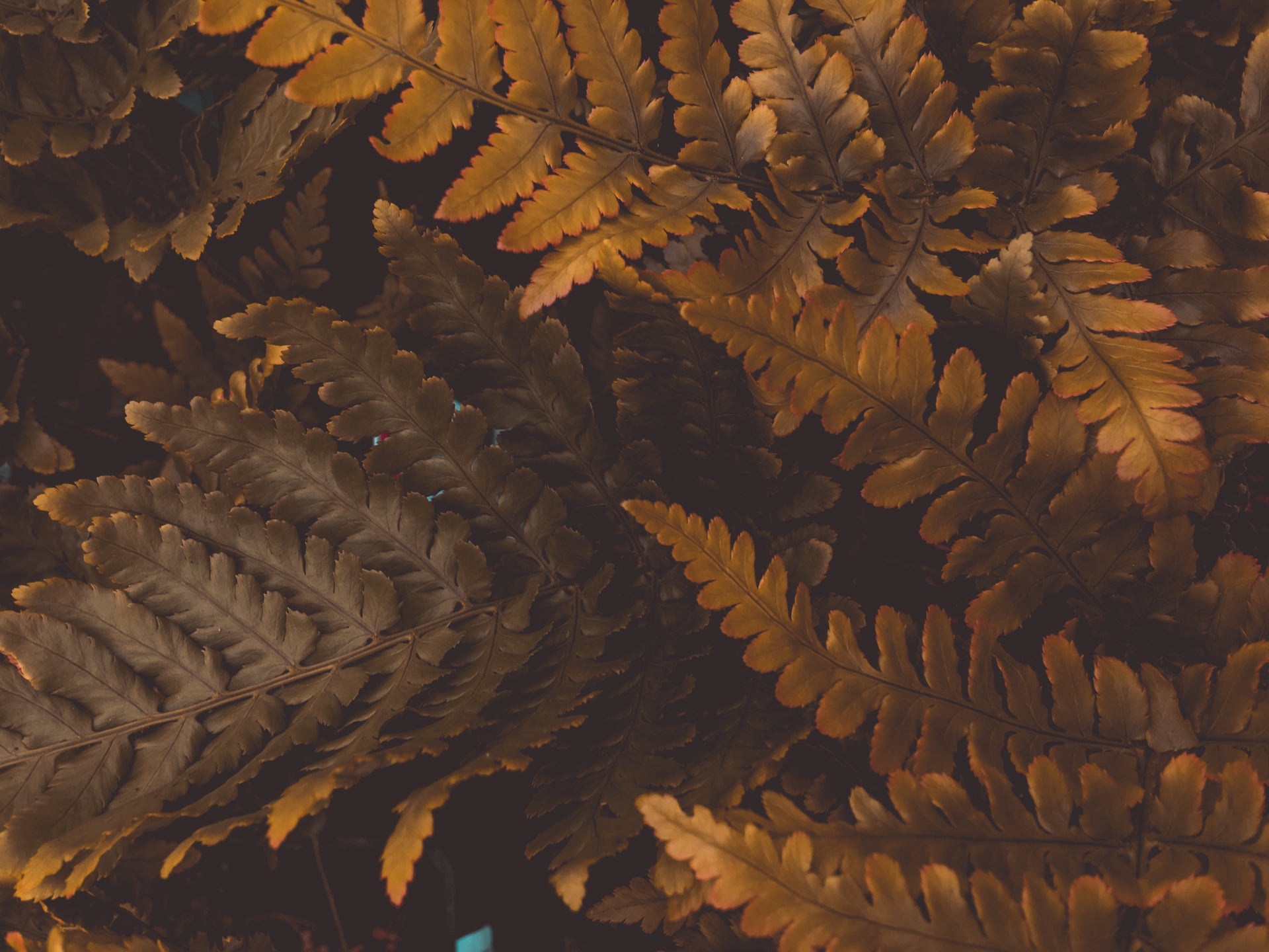 Öne çıkan banner resmi
